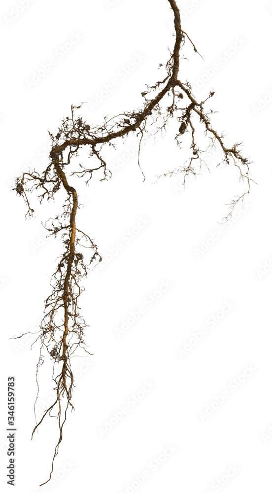 Fototapeta premium plant root isolated on white background