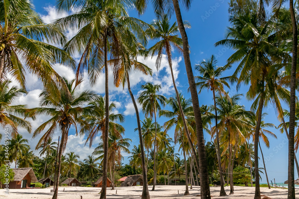タンザニア・ザンジバル島のパジェビーチに広がる、青空と白い砂浜・ヤシの木