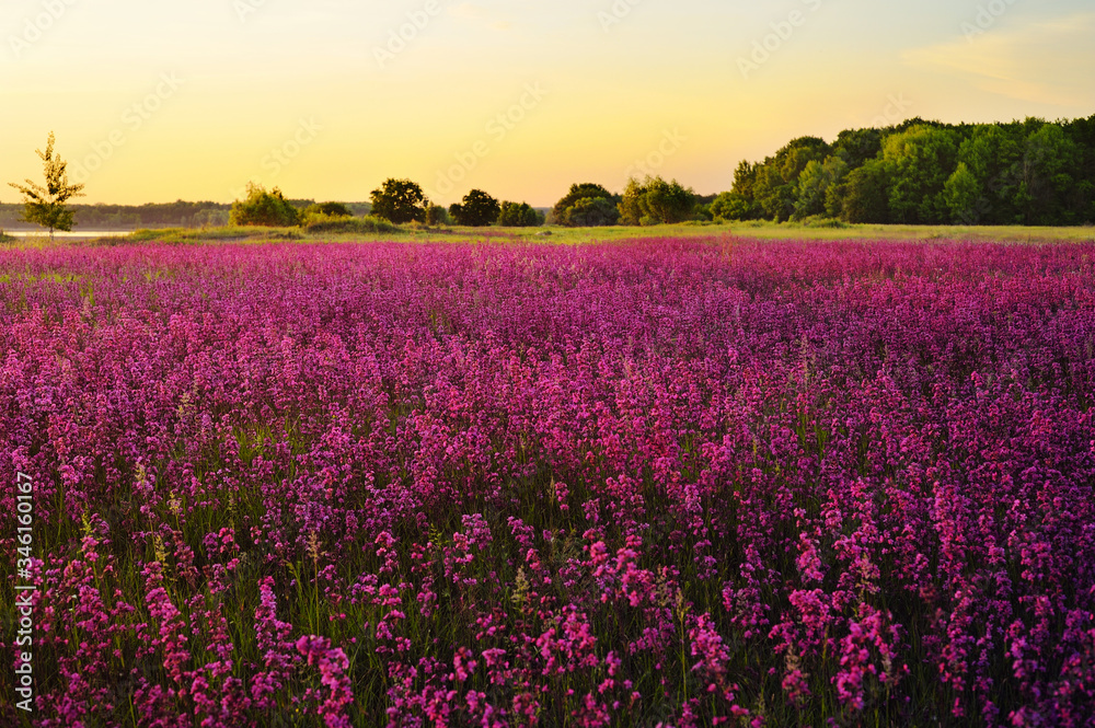 Lavender field. Wild-groving lavender violet flowers..Large purple meadow. Summer blooming landscape at the sunset. Landscape wallpaper. Country view.