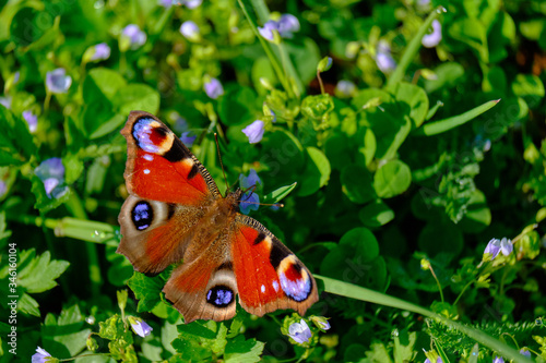 kolorowy motyl na wiosennej łące