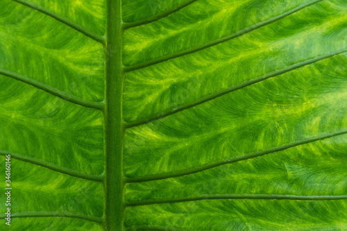 large tropical leaves, green and fresh close-up, in nature, for background and texture.