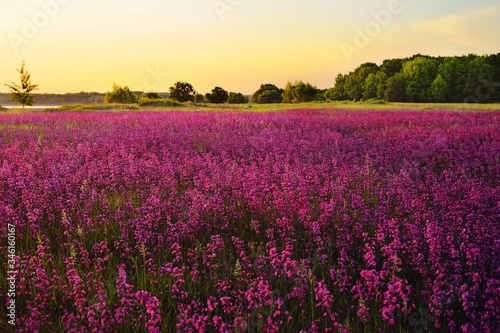 Lavender field. Wild-groving lavender violet flowers..Large purple meadow. Summer blooming landscape at the sunset. Landscape wallpaper. Country view.