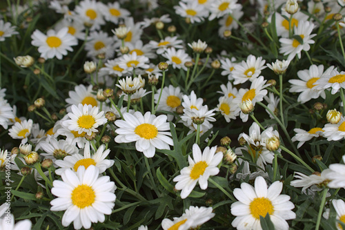 Margeriten im Garten