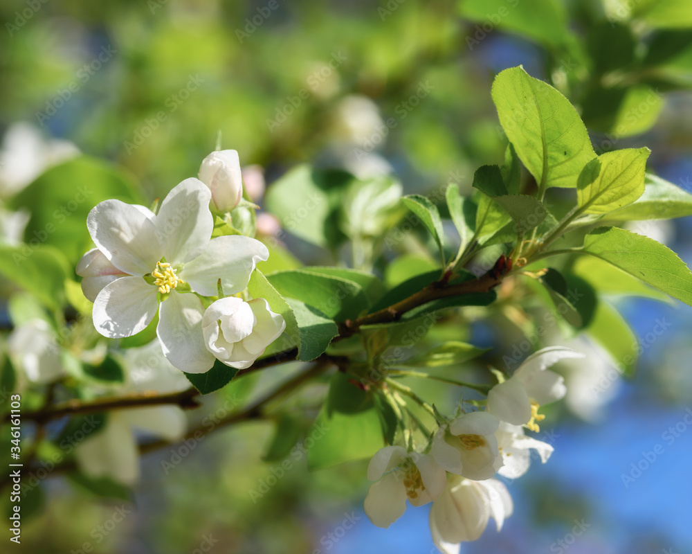 blooming branch of an Apple tree on a Sunny spring day blooming branch of an Apple tree on a Sunny spring day