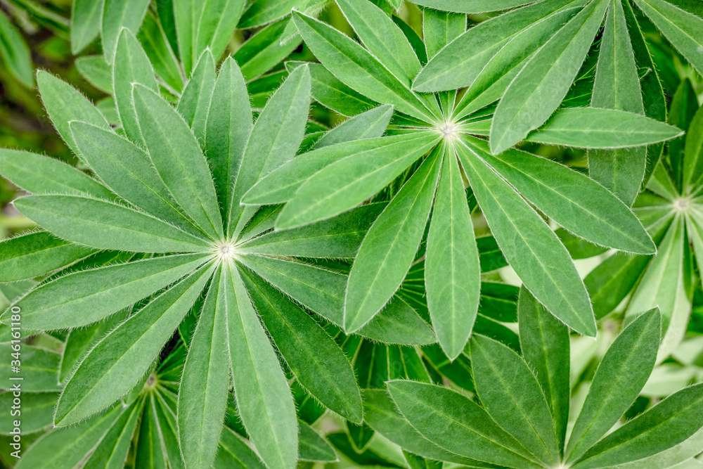 Juicy foliage of lupines. Beautiful, green patterned leaves of herbaceous plants, densely growing, creating a beautiful natural, texture background.