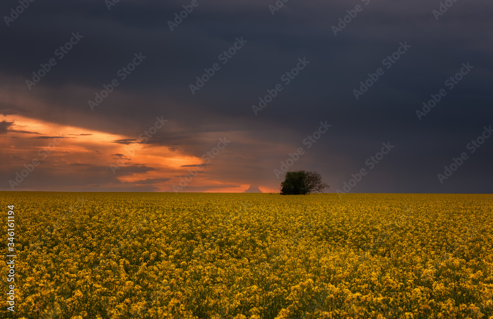 Fantastic rapeseed field at the dramatic overcast sky. Dark clouds, contrasting colors. Magnificent sunset, summer landscape.
