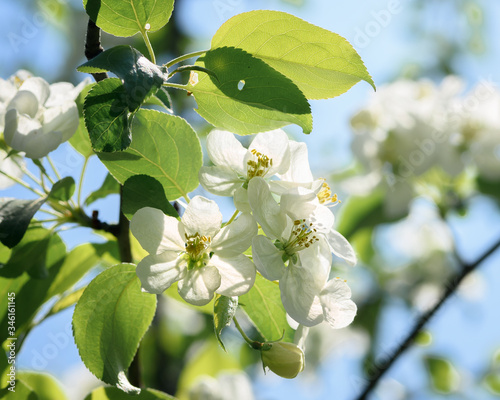 blooming branch of an Apple tree on a Sunny spring day