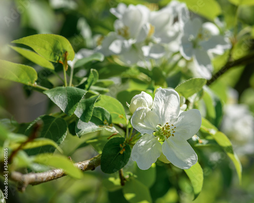 blooming branch of an Apple tree on a Sunny spring day