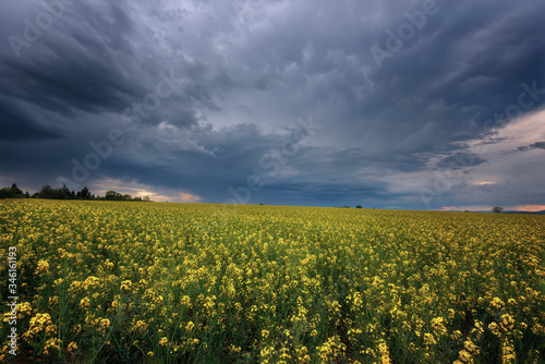 Fantastic rapeseed field at the dramatic overcast sky. Dark clouds  contrasting colors. Magnificent sunset  summer landscape.