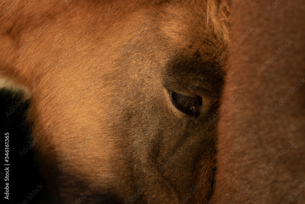 close up of a horse close up of a horse