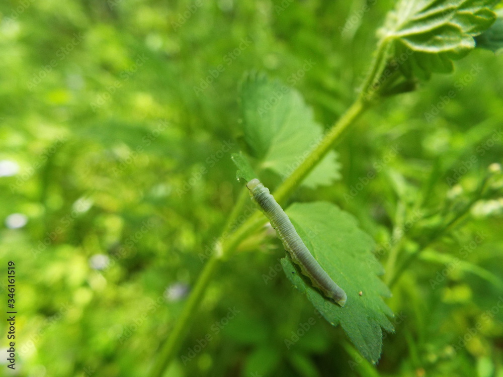 Naklejka premium イモムシ larva