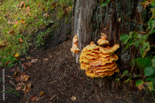 Orange Polypores mushroom is growing on bark of tree at autumn. Edible musroom in forest.