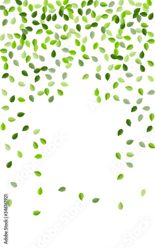 Swamp Foliage Abstract Vector Branch. Transparent 