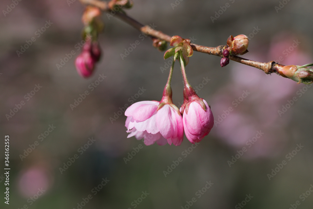 Closeup of pink flower buds on cherry tree in the spring, in Estonia. Closeup of pink flower buds on cherry tree in the spring, in Estonia.