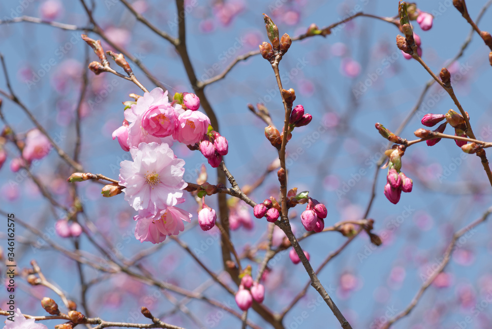 Cherry tree branches in the spring, pink cherry blossoms, in Estonia. Cherry tree branches in the spring, pink cherry blossoms, in Estonia.