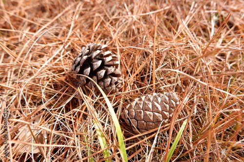 the image of pine cone conifer cone photo