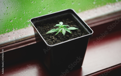 Commercial hemp grows in a pot, growing hemp from seedlings. Concept of planting marijuana in pots indoors on glass background with condensation or raindrops on the window. Hemp grows indoors