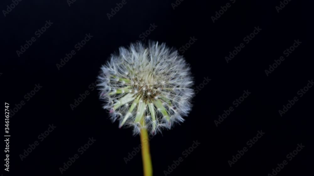 The process of dandelion flowering The process of dandelion flowering