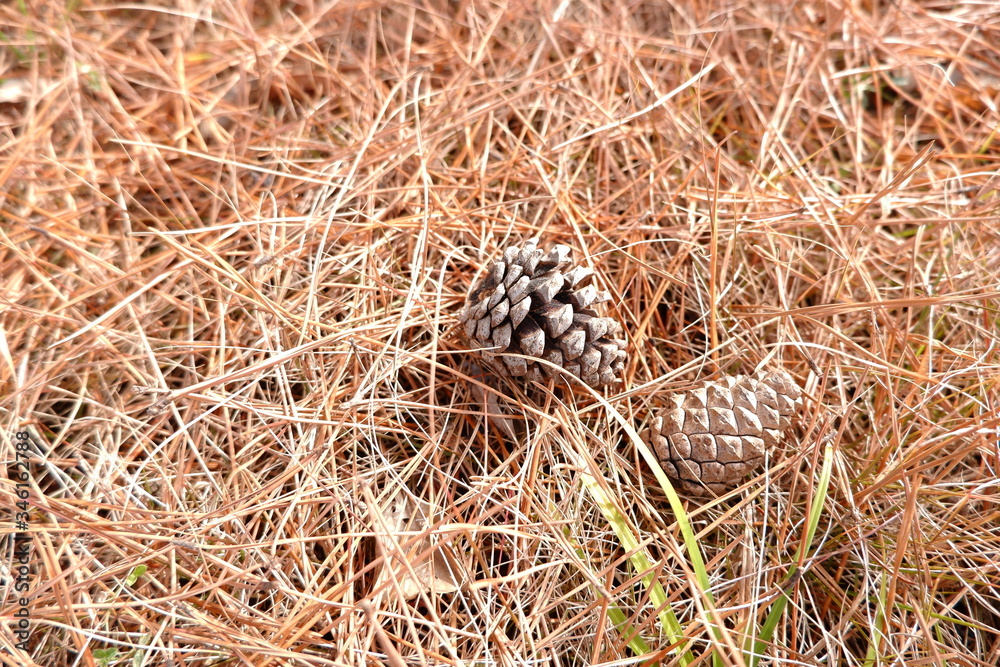 Obraz premium the image of pine cone conifer cone
