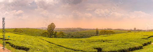 A tea plantation in Uganda, Africa at sunset. Tea is an important export in this country.