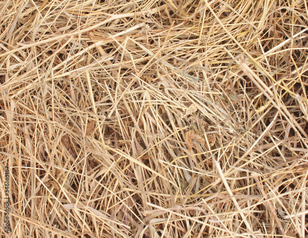 hay. background with brown hay in different directions sticks and chips with and without grass. beautiful uniform background of hay hay. background with brown hay in different directions sticks and chips with and without grass. beautiful uniform background of hay