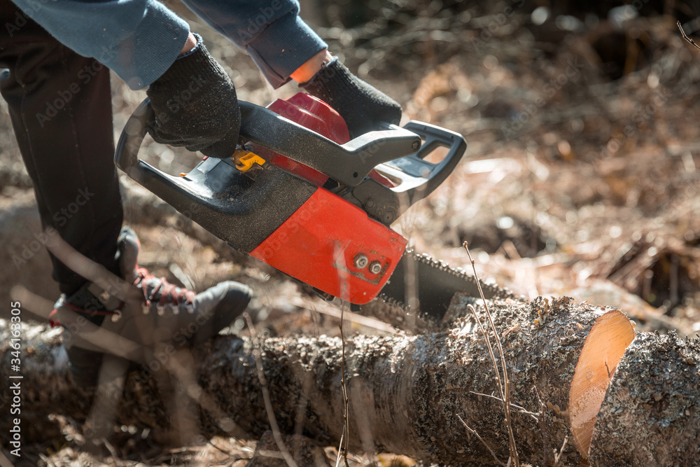 a man sawing a tree with a chainsaw. removes forest plantations from old trees, prepares firewood a man sawing a tree with a chainsaw. removes forest plantations from old trees, prepares firewood