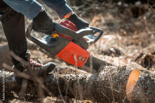 a man sawing a tree with a chainsaw. removes forest plantations from old trees, prepares firewood