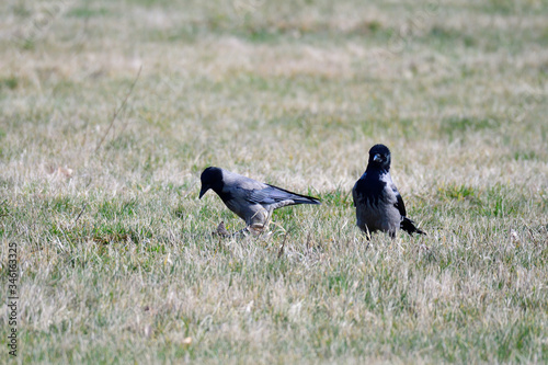 Nebelkrähen ( Aaskrähen ) im Frühjahr während der Balz photo