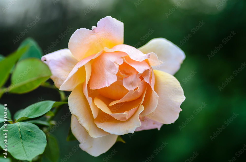 Fluffy cream rose flower on dark green background Fluffy cream rose flower on dark green background