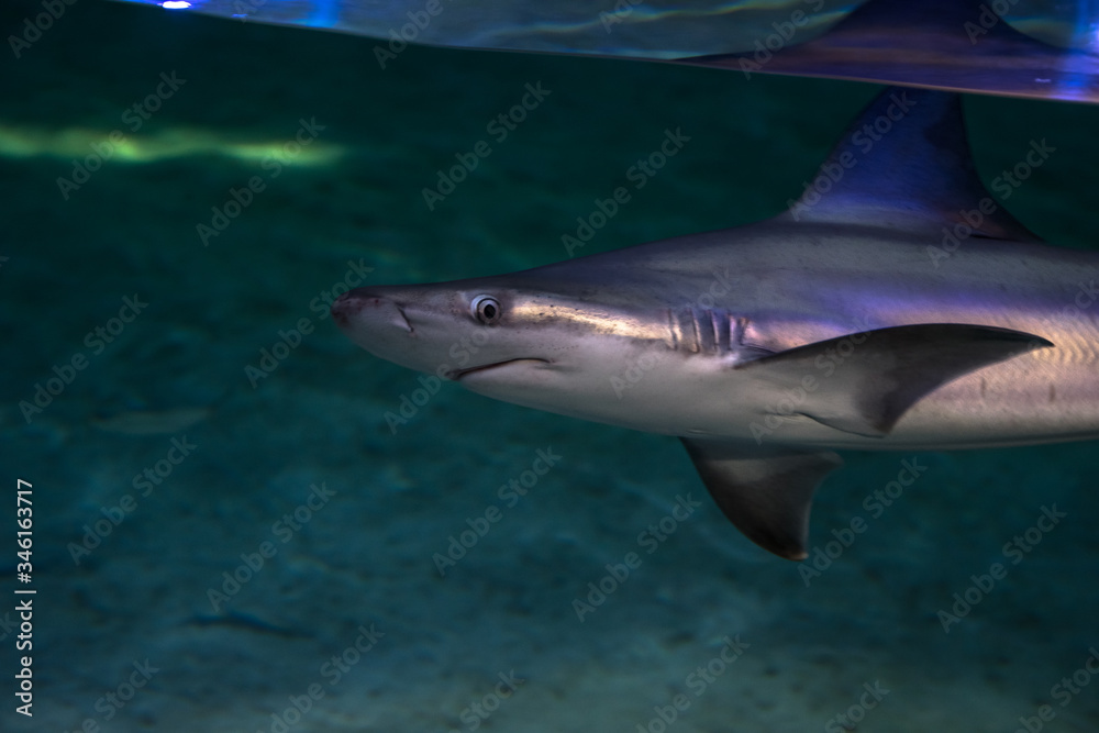 Shark in the water, Spain Shark in the water, Spain