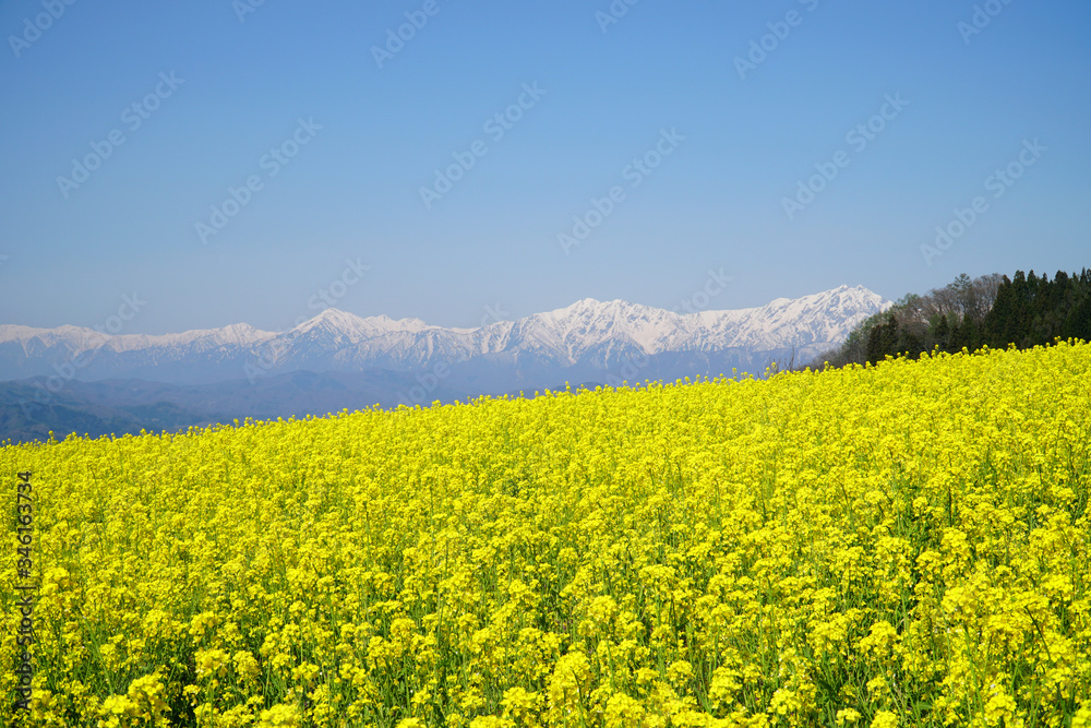 菜の花と北アルプス 菜の花と北アルプス
