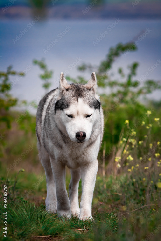 The dog is walking along the grass. Dangerous hunter. Siberian Husky is running. The dog is walking along the grass. Dangerous hunter. Siberian Husky is running.