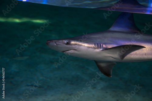 Shark in the water, Spain © Asta