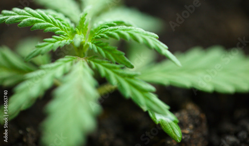 Growing commercial hemp, growing hemp from seedlings. Concept of planting marijuana in pots indoors. Cannabis grows indoors, CBD oil with copy space