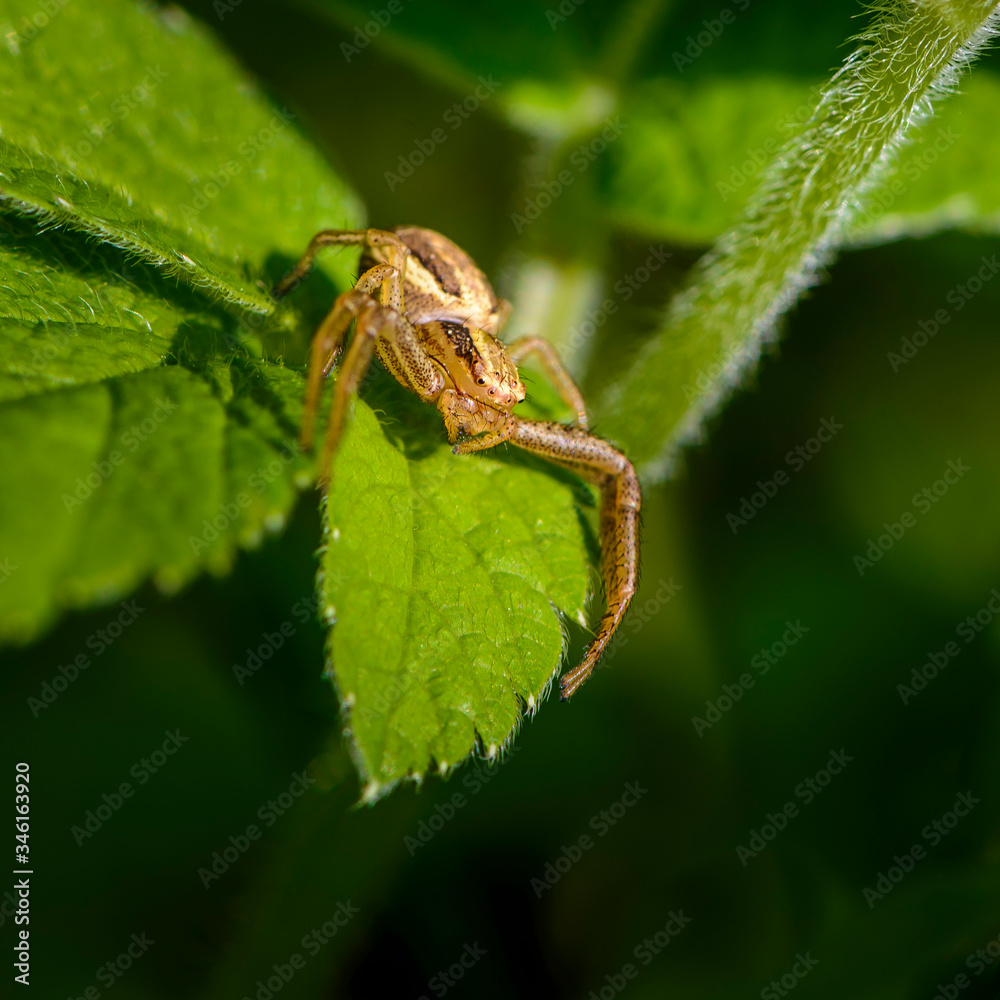 Spider xysticus female sitting on green leaf Spider xysticus female sitting on green leaf