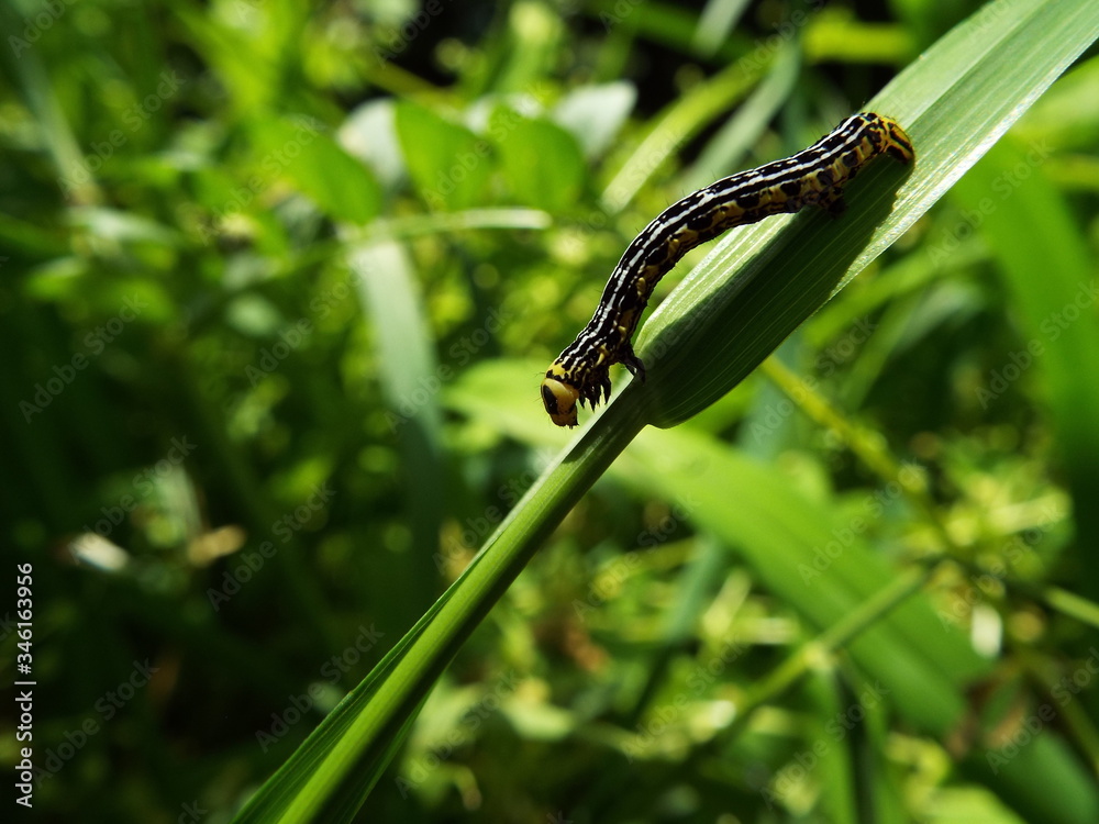 エダシャク 幼虫 larva of moth