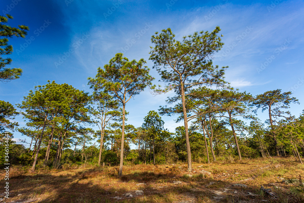 Obraz premium Pine forest landscape. 
