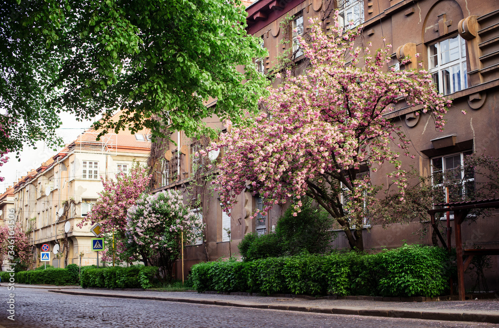 Obraz premium Spring. Sakura color. Street with sakura trees