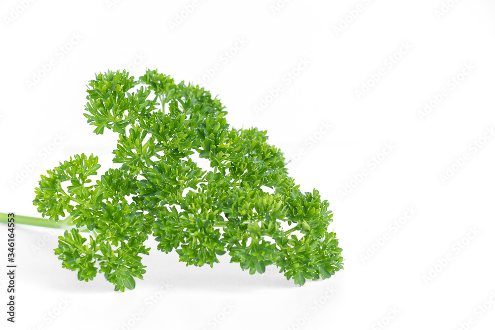 close up of parsley green leaves vegetable for cooking or garnish, isolated on white background with copy space for text. close up of parsley green leaves vegetable for cooking or garnish, isolated on white background with copy space for text.