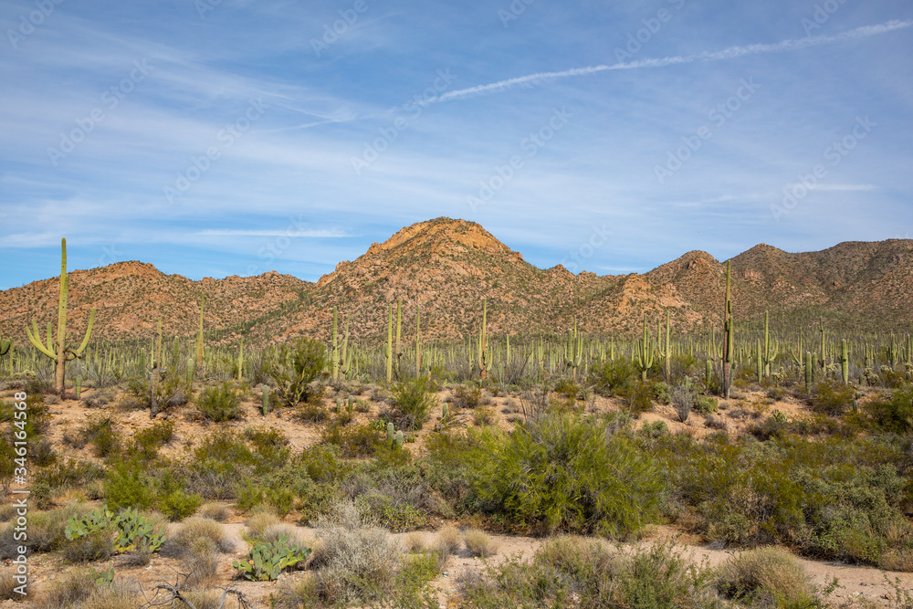 Naklejka premium Saguaro National Park in Arizona