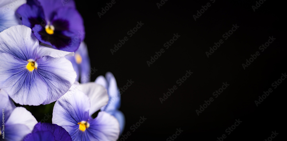 Violet flower in blossom arrangement with copy space