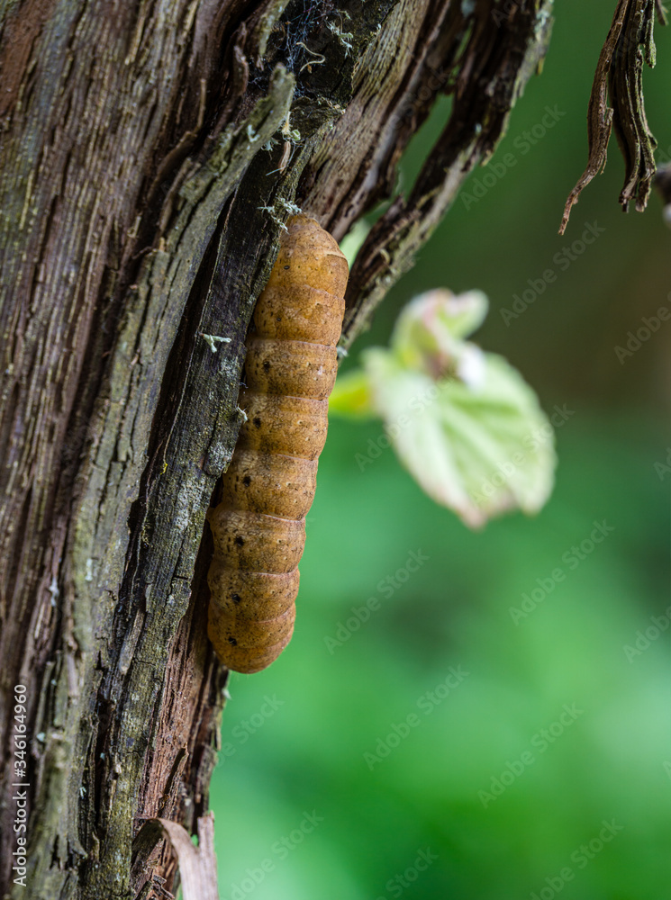 Broad Bordered Yellow Underwing moth caterpillar Noctua fimbriata sitting on grape trunk. Close-up of big brown caterpillar. This larva of owlet moth Noctuidae is pest of most crops.