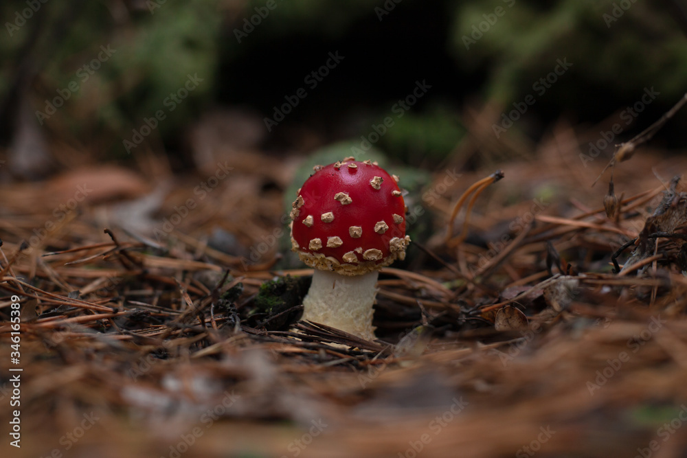 small young red spotted poisonous fly agaric stands in a pine forest