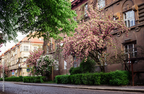 Fototapeta Naklejka Na Ścianę i Meble -  
Spring. Sakura color. Street with sakura trees