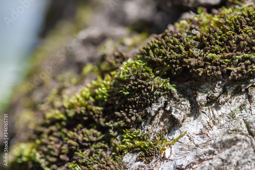 Tree with fresh green moss tiny life microcosm macro
