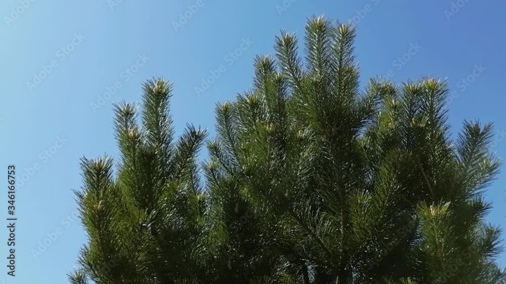 View of a spruce tree during wind in background of a blue sky during a sunny day View of a spruce tree during wind in background of a blue sky during a sunny day