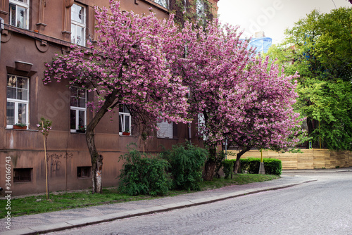  Spring. Sakura color. Street with sakura trees