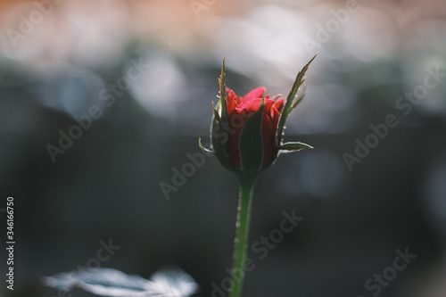 small rose flower with blur bokeh background close up shot