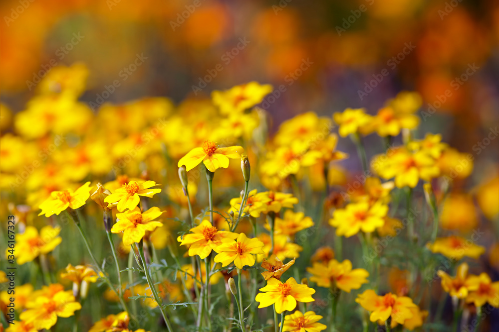 Obraz premium Meadows flowers blossom in garden