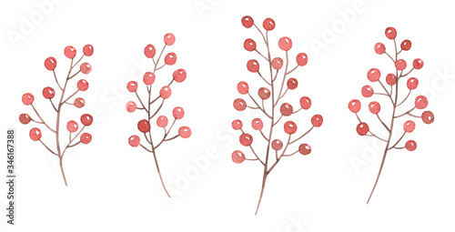 Twigs with Red Berries Illustrations